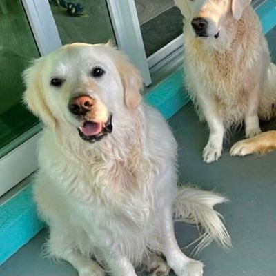 Fan account @thegoldenratio4. making tails a standard unit of measurement. also @perfecthopper @GRAuto_Name @BestestSeester @remifloofytails @VenkLaw