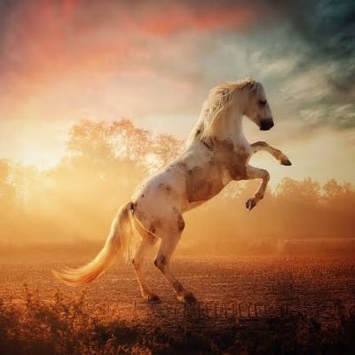 myw1026's profile picture. Longing magical internet beans ✨
