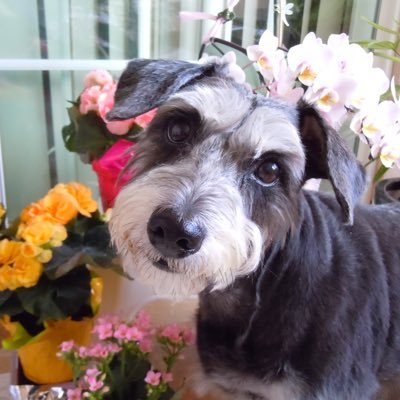 Blessed w/ a schnauzer by my side most of my https://t.co/FNHmUMXp8v of 2020 my 4 wait 4 me at the RainbowBridge. ThankYou🙏 SchnauzerGang &others who share precious posts🐶🌸