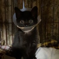 majima (@majima74423910) 's Twitter Profile Photo majima (@majima74423910) 's Twitter Profile Photo