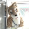 argent_tail's profile picture. ケモ着ぐ(fursuit)制作してますっ12年目(数えるのめんどくさくなってきた)のド素人です。 現在フレゼ、カッセ、ファリネ、シュクレ、マフォ、ういんでぃ、いわんこ、ぞろあーく、トルテ、スペイドなラインナップ 　四足マイスター
【真面目成分0.8%配合】89314