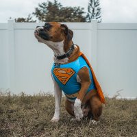 Funny Dog Outfits (@funnydogoutfits) 's Twitter Profile