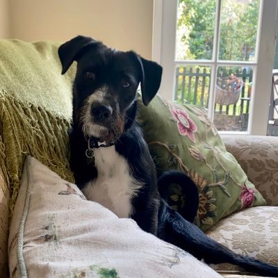 AngeliquevanWo2's profile picture. 