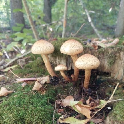 Jambovana's profile picture. 