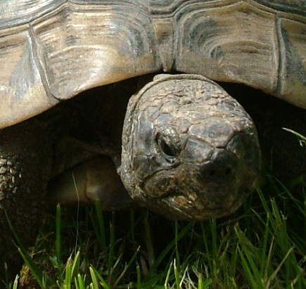 I'm a Mediterranean Tortoise living in the UK, favourite things are sleeping, lettuce, tomatoes, slugs and the occasional damson. I also love hassling the cat.