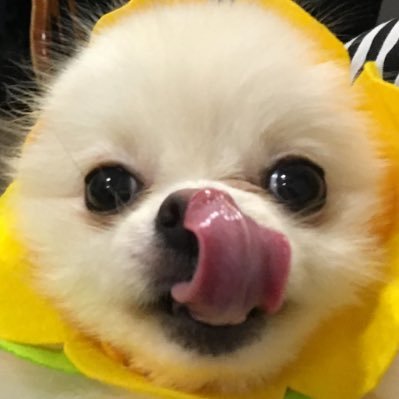 maro_bot_'s profile picture. ぼく、まろ