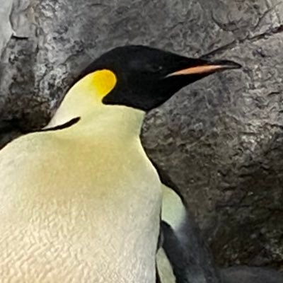 フードコート周辺に生息するペンギン