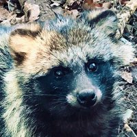鹿ネキ (@deer_aneki) 's Twitter Profile