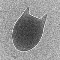 Jakobi Lab 🇳🇱🇵🇹🇿🇦🇫🇷🇩🇪🇬🇷🇮🇳🇮🇹🇻🇳 (@cryotud) 's Twitter Profile