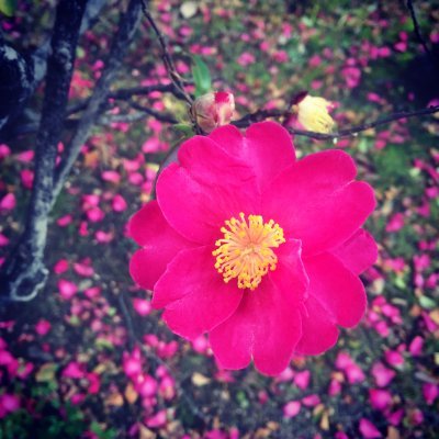 005_vivi's profile picture. ビビ。インディーゲームとe-sportsの大会が好き。カヌレとかるかんも好き。
VRoidStudioでアバターのViviRoidちゃんとniniちゃんを作りました。
ゲーム初心者の低燃費配信者（月2回～）。