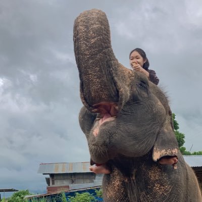 ควาญช้างหญิง พังวาสนา ช้างตกงานสุรินทร์ อายุ36ปี แวะป้อนผลไม้เติมคะแนนเพื่อแม่พังจะได้มีโรงนอนหลบแดดหลบฝนนะคะ🙏🏻🥺🐘🌽