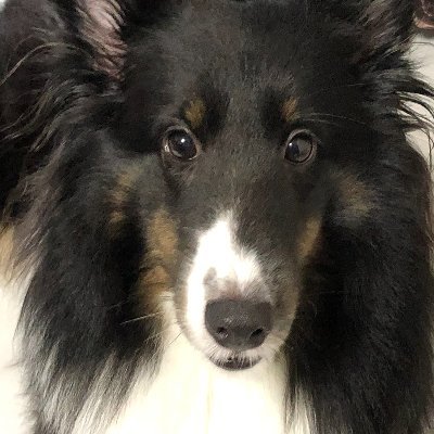 haruru_pino's profile picture. 2021.10.18プログラミング学習開始 
プログラミング学習記録アカウント