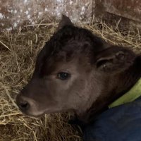 安福久(ひさ：Equity investment) (@yasufuku165_9) 's Twitter Profile