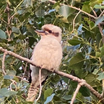 htaylor_aus's profile picture. 