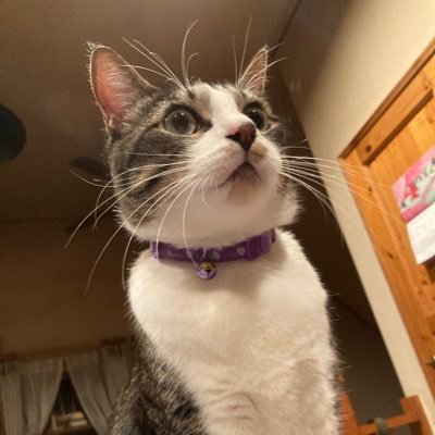 MUSASHI_ALEX's profile picture. 