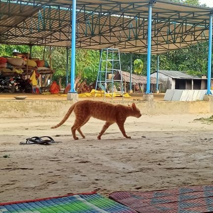 VinaySonkar11's profile picture. 