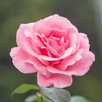 himelhalder88's profile picture. I'm a student
RFAENYGU