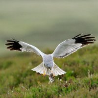 Tarras Valley Nature Reserve(@TarrasValleyNR) 's Twitter Profile Photo