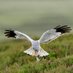 Tarras Valley Nature Reserve (@TarrasValleyNR) Twitter profile photo