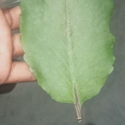 jindagi gane ka koi Bharosa nahin main abhi tak madine Ko dekha nahin