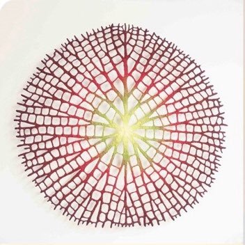 sempereadem1's profile picture. 