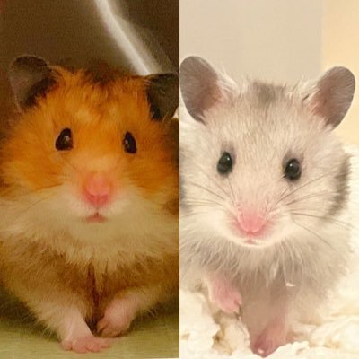 くまきち&ごまきちの日常🌻さんのプロフィール画像