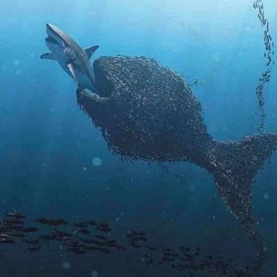 cryptoad404's profile picture. 