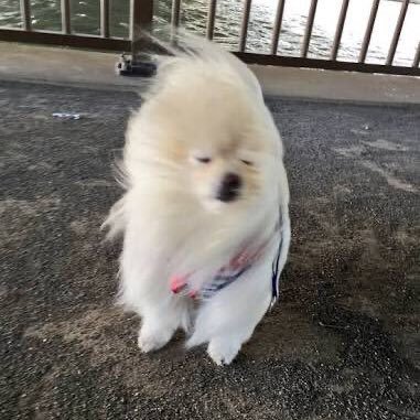 osushinou's profile picture. 