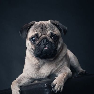 PugLovers0 Profile Picture