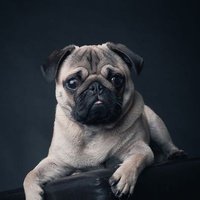 Pug Lover(@PugLovers0) 's Twitter Profileg