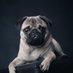 Pug Lover (@PugLovers0) Twitter profile photo