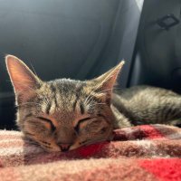 猫の里北九州 保護猫ボランティア団体 (@sakurakurotora) 's Twitter Profile Photo 猫の里北九州 保護猫ボランティア団体 (@sakurakurotora) 's Twitter Profile Photo