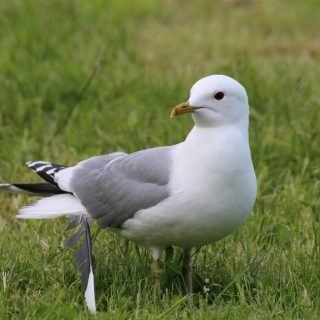 カモメさんのプロフィール画像