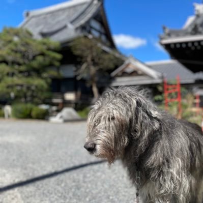 浄土真宗本願寺派宗光山教順寺のツイッターアカウントです。ゆるゆる呟きます。大切なペットさんの葬儀、法要、納骨などなんでもご相談ください。 犬&猫と暮らしてるワンニャン寺です。写真は昨年 亡くなった#アイリッシュウルフハウンド のツクモお婆ちゃんです。#東広島 #ペット葬