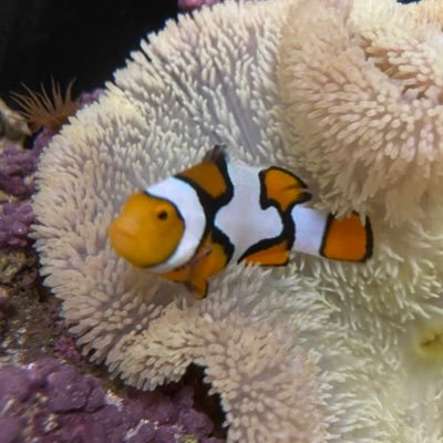 名古屋ECO→水族館飼育員🐟 サンゴ水槽 海水魚水槽 変わりクマノミコレクター