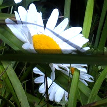 Art_directoRU's profile picture. 