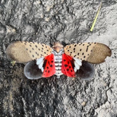 ehoichi's profile picture. 