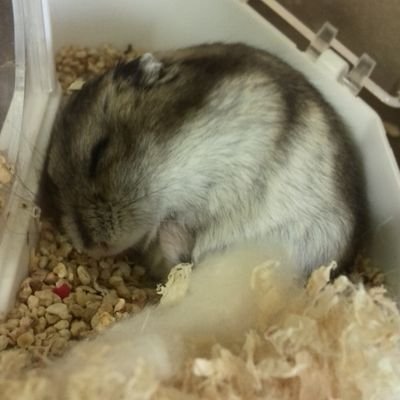 renkon_1a1's profile picture. 原神(宵宮推し)しめ縄厳選 しめ縄厳選 しめ縄厳選 しめ縄厳選 しめ縄厳選