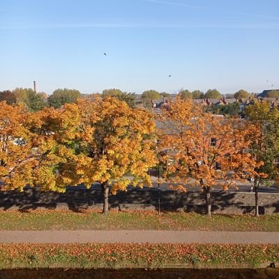 AlfieDoc's profile picture. 