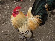 Bevspoultry's profile picture. Poultry Breeder & Exhibitor. Breeding rare or hard to find poultry as well as Hybrids. We run Poultry Keeping Courses, Hen Boarding. FB - bevsrarepoultry