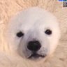 antoine_leth's profile picture. 99% RT 1% tweet