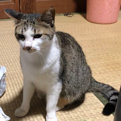 千葉県人 写真のアイコンはメス猫です。