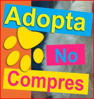 AdoptaNoCompre1's profile picture. Somos un grupo de voluntarios amantes de los animales que nos dedicamos a rescatar a aquellos animales en peligro extremo, abandonados o enfermos.