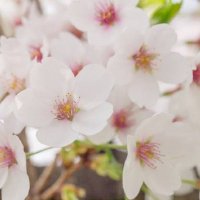 さくら🌸 (@o8qsgw) 's Twitter Profile