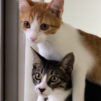 ノンとチャチャの日常 (@non_chacha_dude) 's Twitter Profile