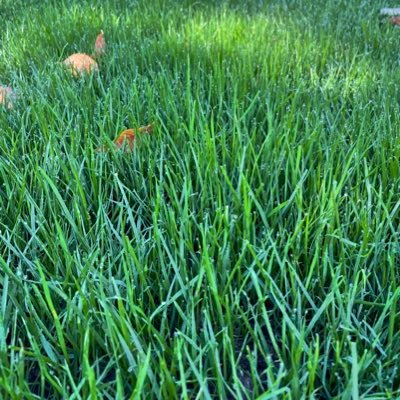 darkgreenfescue's profile picture. 