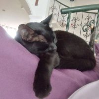 Astrid Romero (@astrid0870) 's Twitter Profile