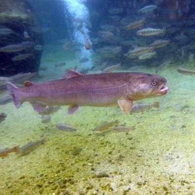 西日本最大級の湧水の管理釣り場🎣一年中釣りが楽しめます。屋根付き250人席の大規模なバーベキューハウスや湧水の釣り堀を備え、手ぶらでOK👍電車でも行けます。
【Instagram】https://t.co/Bk2WQbp7k8