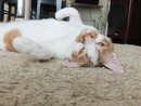 映画大好き!音楽大好き!電化製品大好き!デジモノ大好き!猫大好き!AV女優、女子アナ、お天気キャスター鑑賞家 朝鮮半島ウォチャー ドイツ車愛好家、家では料理含む家事全般担当