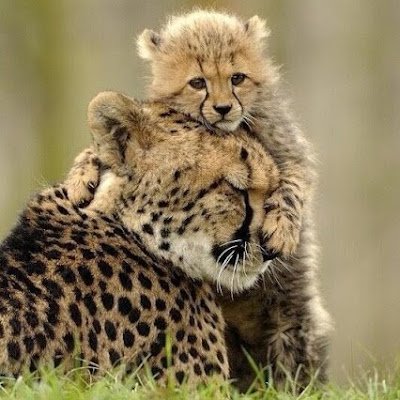 fuzz491's profile picture. Information Security Student